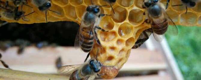 蜜蜂起王台不想分蜂怎么办 中蜂起王台不想分蜂怎么办