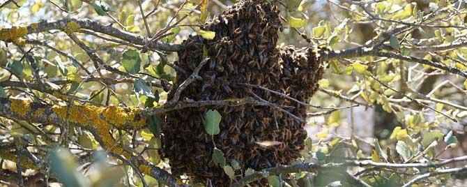 蜜蜂分蜂季节在每年几月份（分蜂的季节是几月份到几月份）