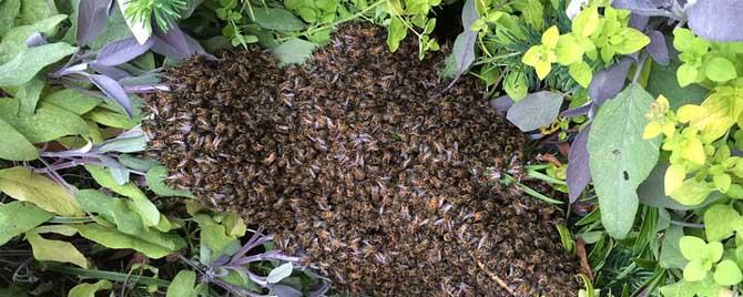 蜜蜂分蜂老王走新王出来了吗 蜂蜜分蜂是老王走或是新王走