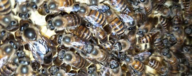 中蜂怎样人工分蜂比较好 中蜂怎样分蜂最好
