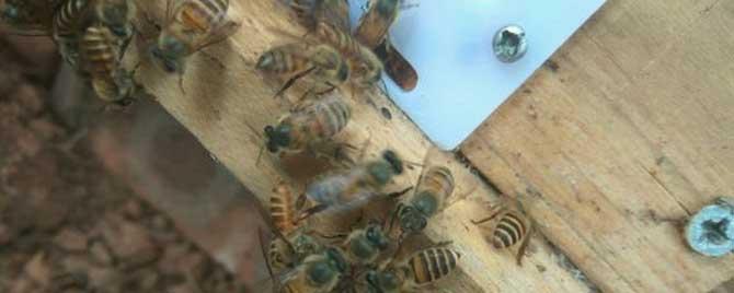 人工分蜂方法有哪些 人工分蜂怎样分