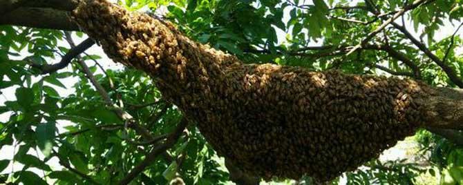 圆桶土养蜜蜂如何分蜂 圆桶土养蜜蜂怎样人工分蜂