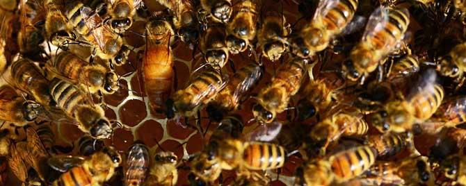 冬季什么时候合并弱群蜂 冬天合并蜂群怎样最安全