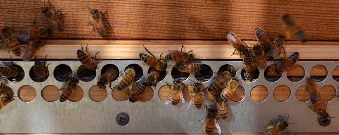 蜂群合并最好方法是什么 合并蜂群的方法