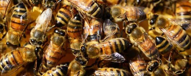 蜜蜂怎么合群最安全视频可靠 合并蜂群成功率最高是什么方法