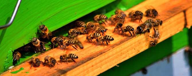 合并蜂群的原理及方法是什么 蜂群的合并与调整技术
