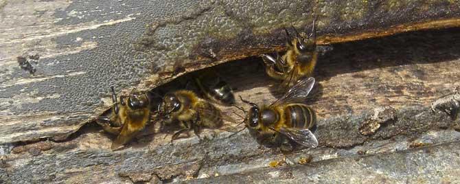 合并中蜂群把两个蜂王合并在一起了怎么办 合并蜂群后可以有两只蜂王吗