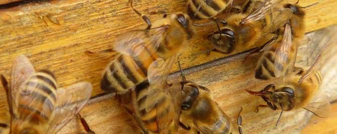 合并蜂群第二天蜜蜂会怎样 白天可以合并蜂群吗