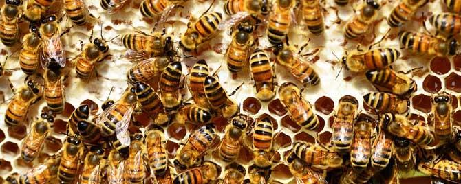 合并蜂群多久可以稳定下来 合群蜂群几天恢复正常