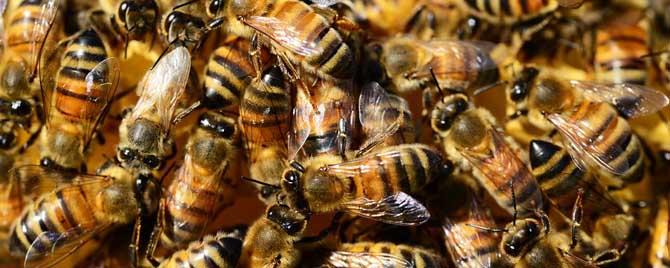 蜜蜂合群用酒水比例 合并蜂群水里加点白酒能行吗