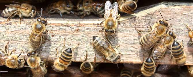 两个蜂群都有王可以合并吗 两群蜂怎么合并成双王群