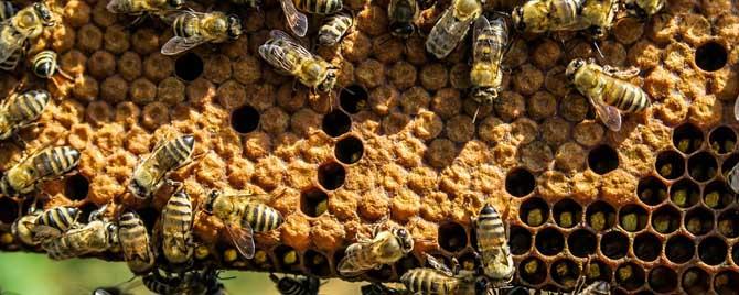 蜜蜂合群的方法和时间怎么选 冬季蜜蜂可以直接合群吗