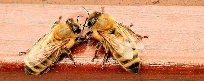 蜜蜂合群打架的处理方法 蜜蜂晚上合群打架吗