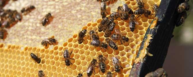 蜂蜜合群是用蜂蜜水好还是用白酒好? 用白酒蜜蜂合群方法怎么做