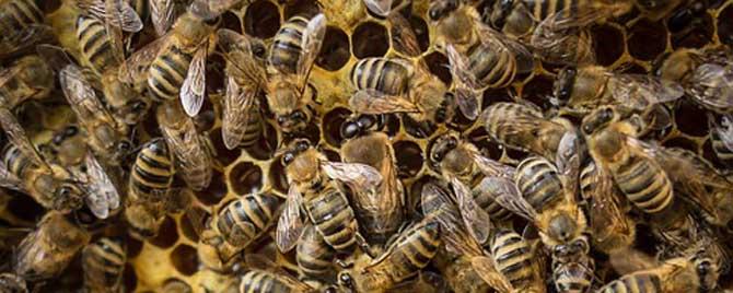 怎样合并蜂群快速有效 合并蜂群怎样防回蜂