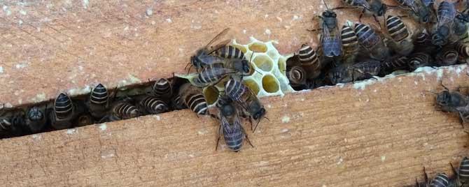 中蜂和意蜂能不能合并成一群 意蜂能不能跟中蜂放一起