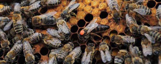 蜂群多久感觉失王 蜂群为什么会突然失王