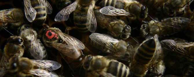 冬天蜂王藏在蜂群什么位置 蜂王冬天怎么介入蜂群中