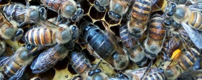 两个失王的蜂群怎样合并 蜂群失王多久可以合并