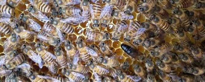 收回来的蜜蜂失王了怎么办 新收的蜜蜂失王的补救方法