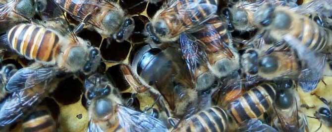 冬天蜜蜂失王怎么断定 冬季蜜蜂失王的表现有哪些