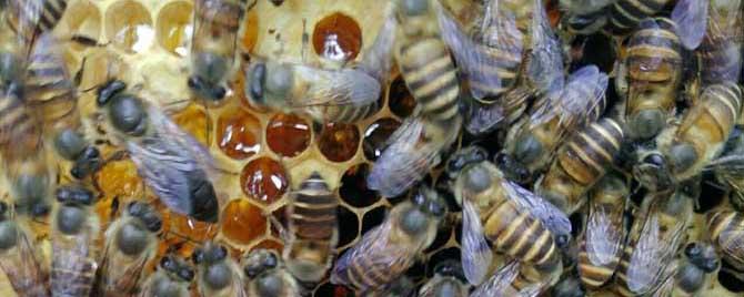 50只蜜蜂能养活蜂王吗 几十只蜜蜂和蜂王能存活吗