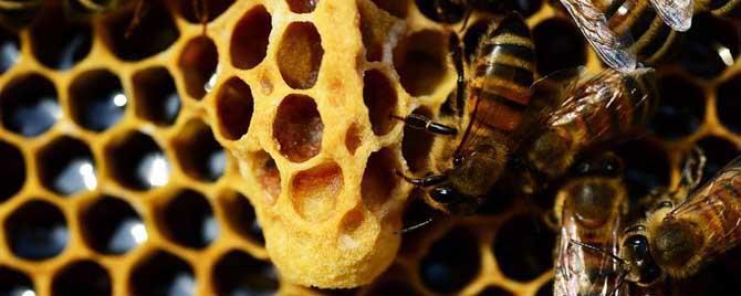 蜜蜂失王一般急造多少个王 蜜蜂失王会乱多久