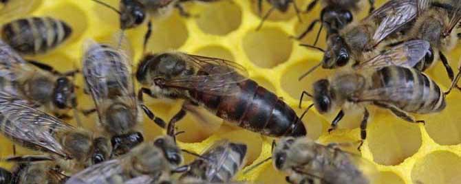 养蜂怎样人工育王 新手养蜂育蜂王技术