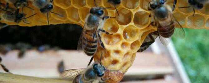 人工培育蜂王方法有哪些 蜂王养殖技术培育蜂王的方法