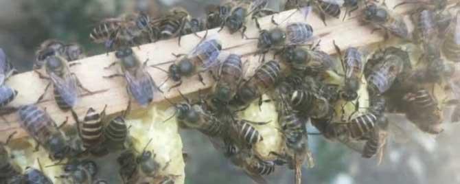新手养中蜂怎样育王最简单 新手养蜂育蜂王技术