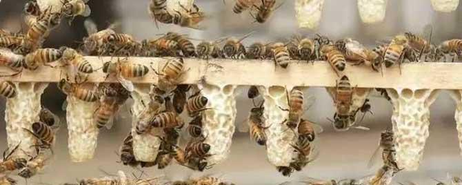 中蜂人工育王技术有哪些 中蜂有没必要人工育王