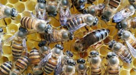 合并蜂群围王怎么办 蜜蜂并群围王怎么处理