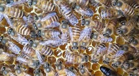 合并蜂群成功率最高是什么方法 两窝蜜蜂怎么合并成一窝