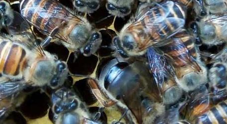 合并中蜂群把两个蜂王合并在一起了怎么办 两个蜂群都有王可以合并吗
