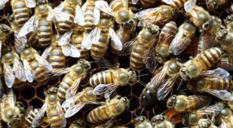 蜜蜂合群方法和最佳时间 蜜蜂合群的方法时间