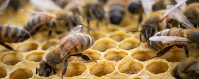 蜜蜂春繁加脾规律是什么 蜜蜂春繁要不要换脾