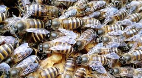 蜜蜂春繁加脾规律有哪些（单脾春繁蜜蜂的方法和步骤）