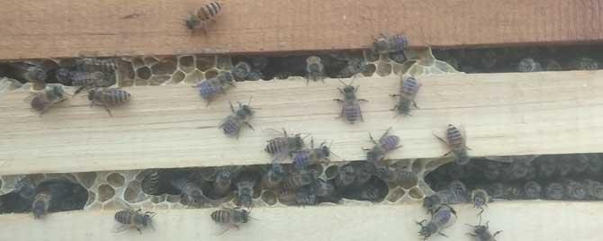 蜜蜂起雄蜂是什么情况 蜜蜂春繁起雄蜂怎么办