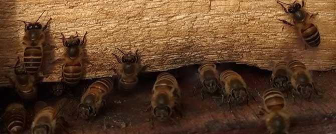 蜜蜂春繁蜂箱温度多少 蜜蜂春繁温度多少度合适
