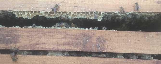 蜜蜂春繁一脾蜂几天加脾 春繁中蜂如何加脾