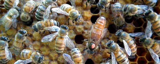 意蜂春繁技术管理诀窍有哪些 意蜂的春繁技巧