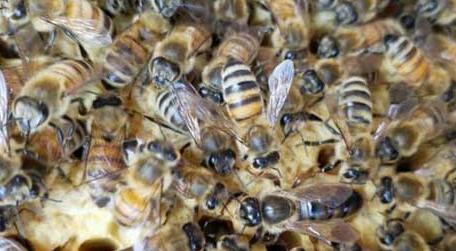 一斤花粉能喂多少蜂 一斤花粉能喂多少蜜蜂