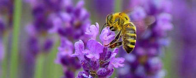 蜜蜂蛰消肿的小妙招有哪些 蜜蜂蛰怎样快速消肿