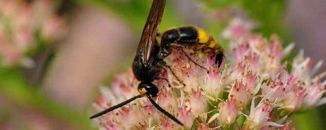 牛角蜂有什么功效 牛角蜂窝的药用功效有哪些