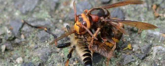 一只牛角蜂蛰了会不会死人 一般被牛角蜂蛰了多久会出现症状