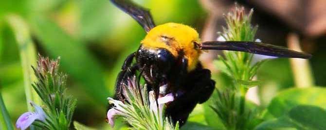 广东黑色很大的蜂叫什么 广东黑色的蜂是什么蜂