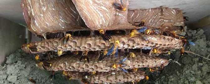地雷蜂有蜂蜜吗 地雷蜂产蜜吗