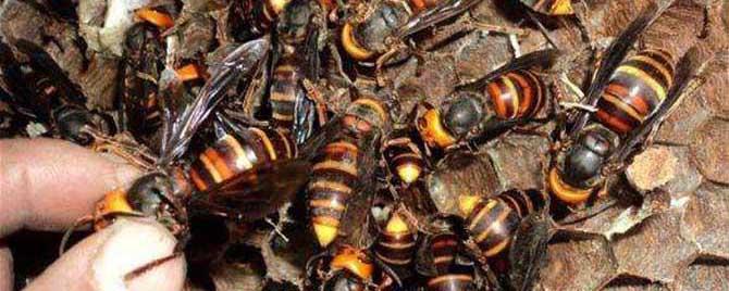 地雷蜂和虎头蜂一样吗 地雷蜂和虎头蜂有什么区别