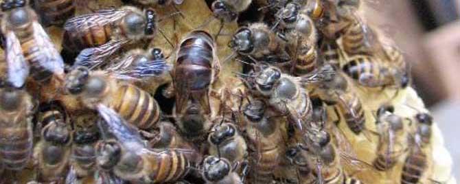 阿坝蜜蜂属于什么蜂（蜜蜂阿坝王是中蜂吗）