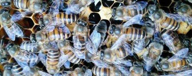 阿坝中蜂有什么特点 云贵中蜂与阿坝中蜂的区别